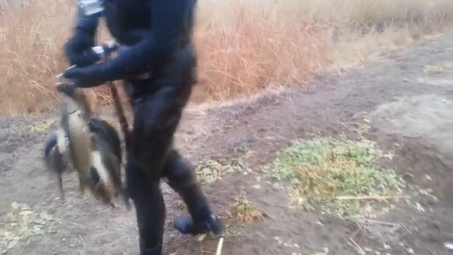 Сазан хам бор