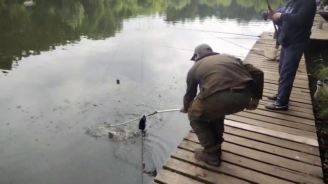 Чистая кукуруза