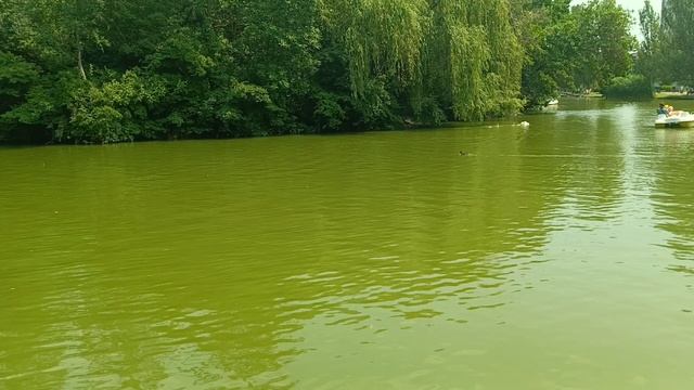 С днём России! Николаевцы празднуют!