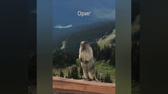 сравните