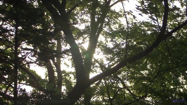 Природа в спектрах, невидимых человеческому глазу - технологии открывают тайны! - My Pal -- Crowande