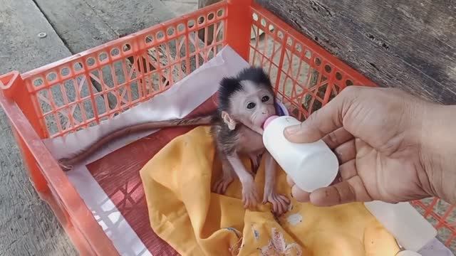 Обезьянки найдёныши маленькими живут в приюте во дворе на воле без памперсов Пьют смесь из соски Доб