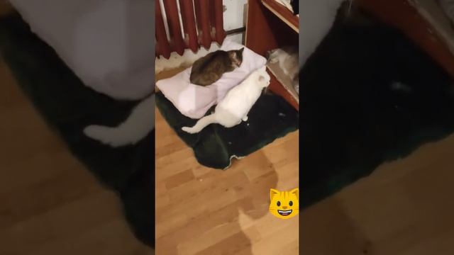 Шок!! вы когда нибудь видели столько кошек в одной квар