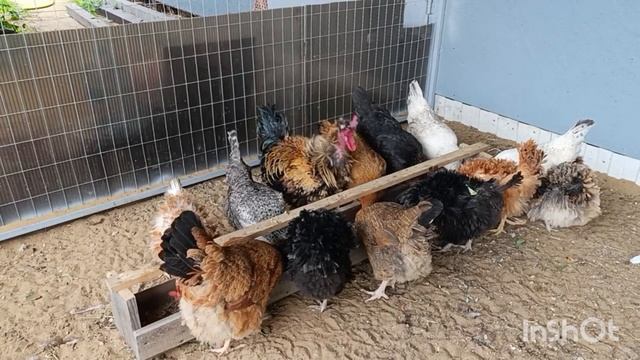 12-06-2025. Посадила квочку 🐔. коллекция пополняется.