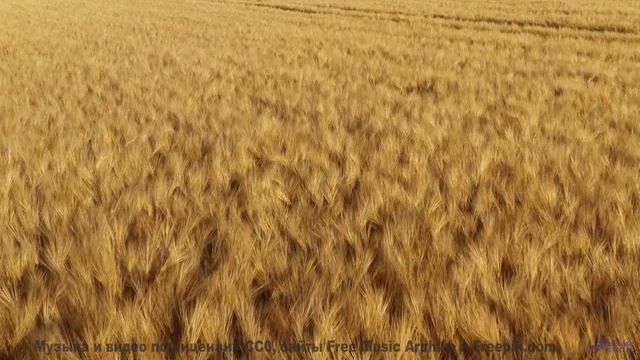Эта мелодия делает мир ещё прекраснее - See Your Live in Tree Minutes (ID 1558) -- Lobo Loco -- For