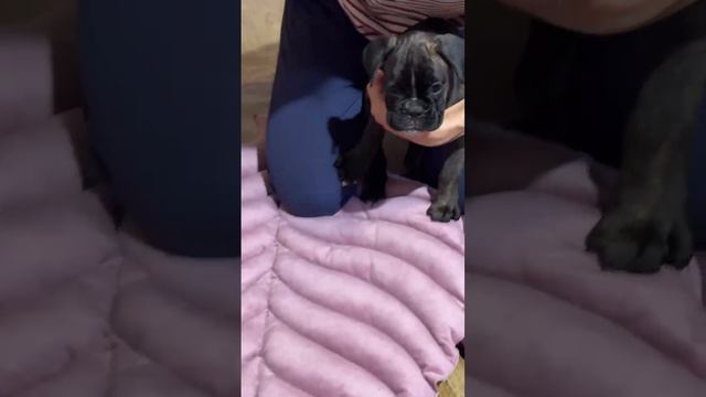 Моя любимая собака Кассиопея 🤍💙❤️💪