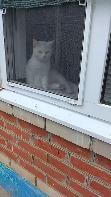 Снежок