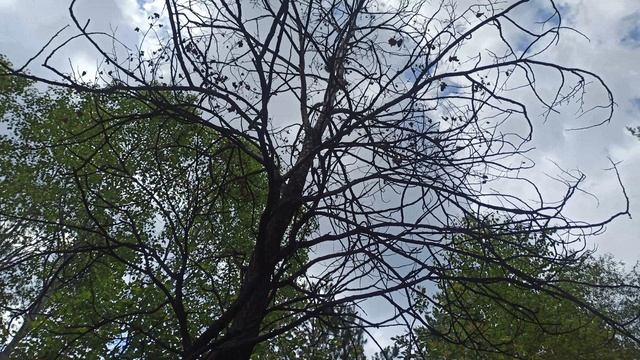Прогулка по лесу, белка