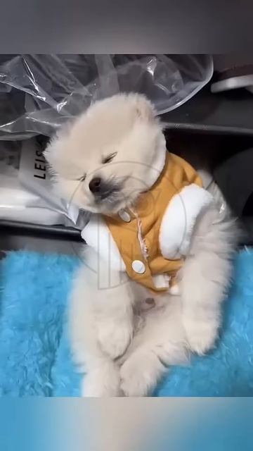 YcyKfOKC1yk - A little puppy who immediately fell asleep 😺😍🐱🐈⬛🤣#shorts #fannydog #funny #anima