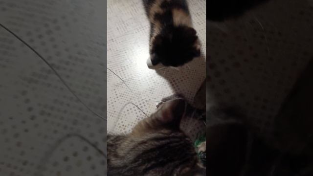 1000006950.mp4