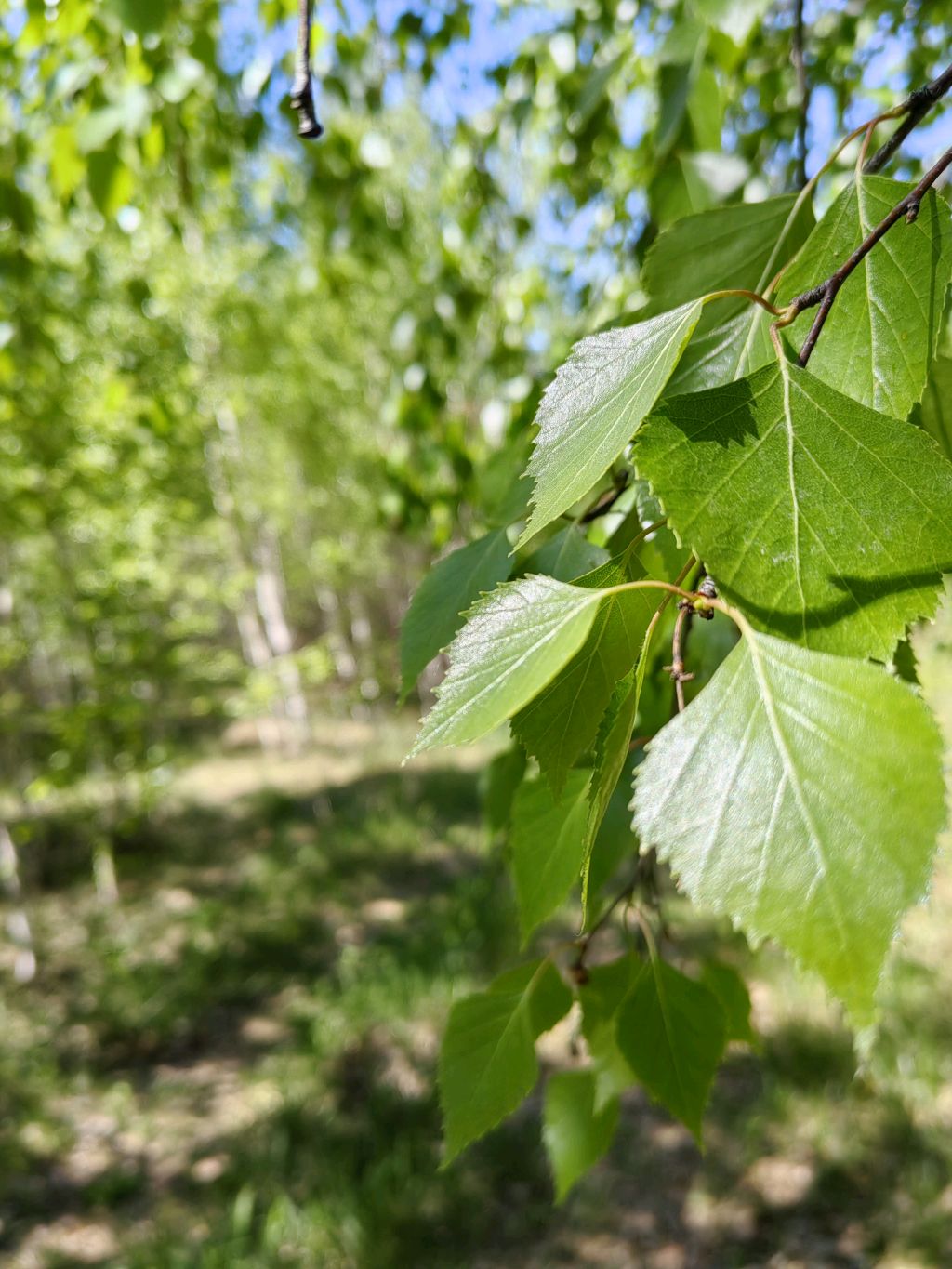 НаноПривычки. Часть 11