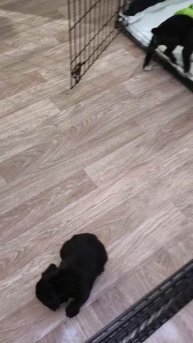 моя любимая собака Кассиопея