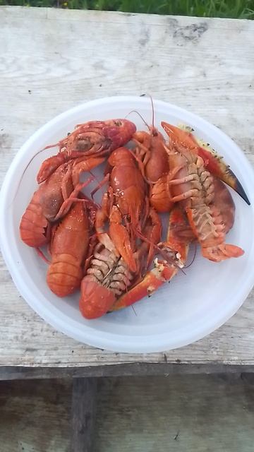 VID_20250612_140019.mp4