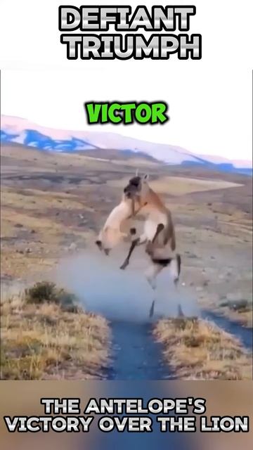 okKkbHcJkoY - Defiant Triumph： The Lama's Victory over the Lion #shorts #animals #viral #lion #facts