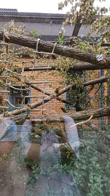 Необычный зверь