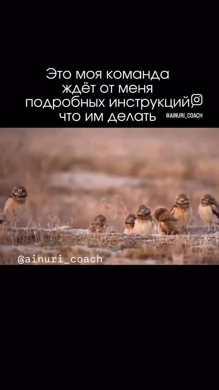 Семь птиц / сов / кроличий сыч смотрят в камеру кивая головой 🦉