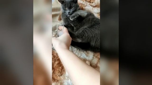 Наш TG https://t.me/liveofcats