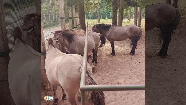 Беловежская пуща