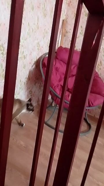 кошка