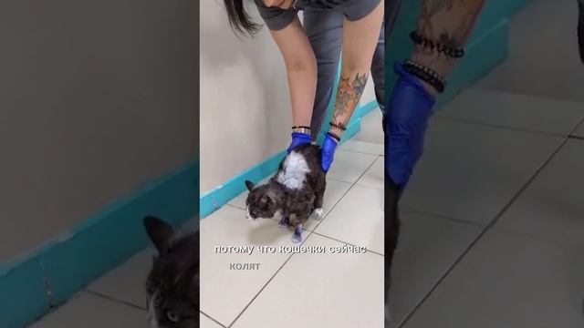 Продолжает свое лечение кошечка Бештау. И у нее хороший результат.