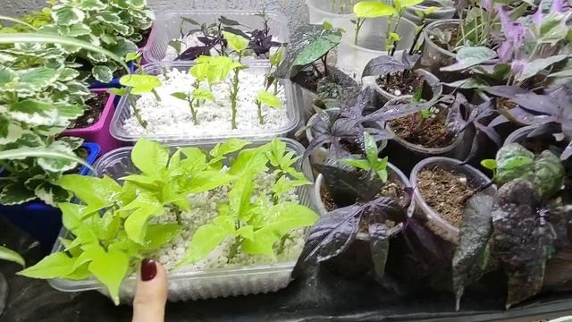 Только ТАК можно сохранить ипомею зимой до весны в доме. Как избавится от клеща на ипомее.