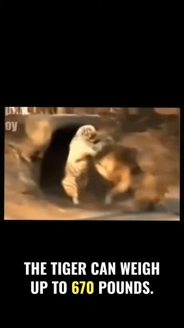 jhN13RcL_Zw - Who Will Win？ Lion vs. Tiger in Epic Battle #shorts