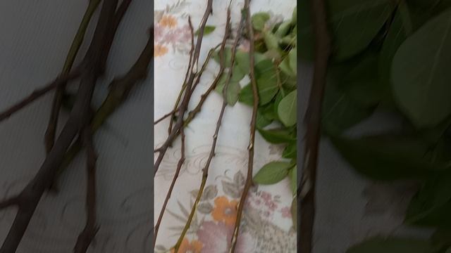чем полезны листочки груши и веточки