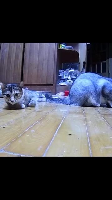 #shorts.mp4
