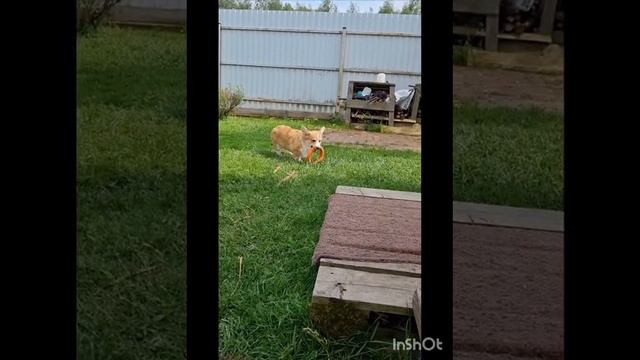 Щенок Елизавета Шоу перспективная