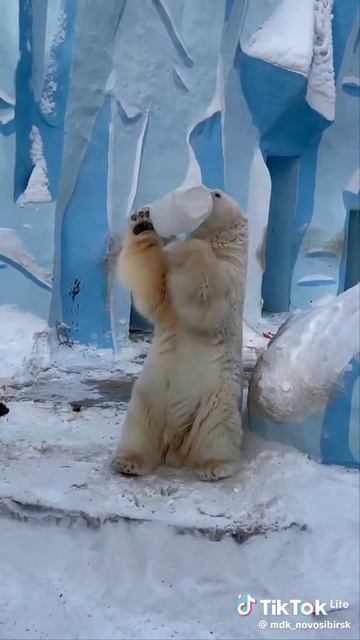 белый мишка🐻❄️🐻❄️🐻❄️🐻❄️🐻❄️