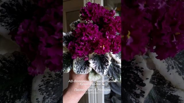 АВ-Волнующее Прикосновение - ещё одна жемчужина нашей коллекции.  Особенный, эффектный сорт.