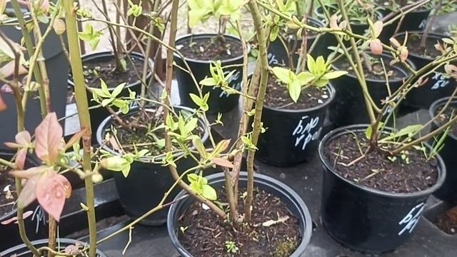 Сорняки где попало не растут