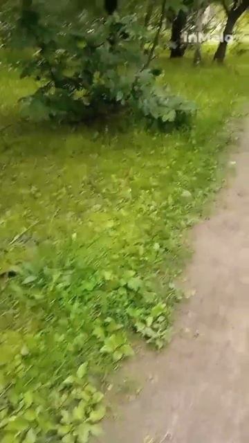 В ДЕНЬ РОССИИ.🕊️