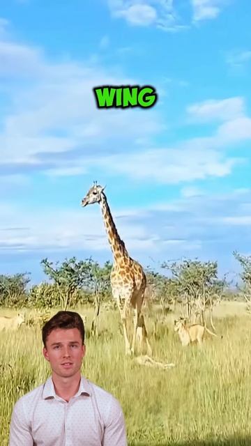 mfPGJNGELrQ - A mother giraffe and her son were besieged by a pride of lions and became prey to the