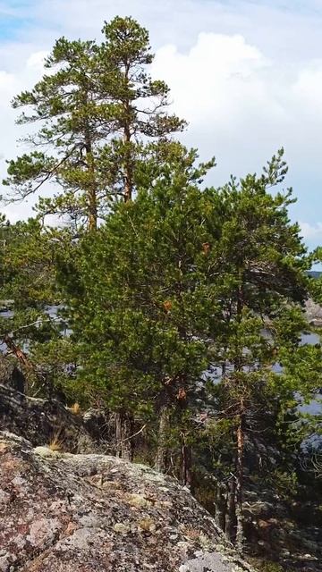 🌊Карелия. Ладожское озеро. #карелия #ладога #ладожскоеозеро