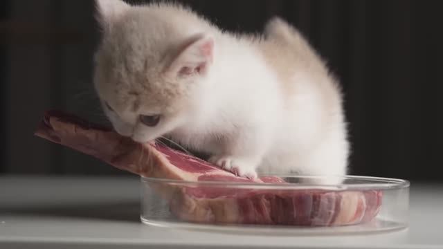 Котёнок кушает стейк