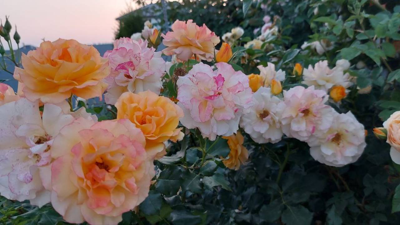 Розы нашего участка. ч. 1