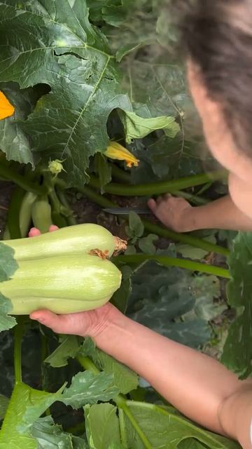 Давай собирать кабачки 🤗
Мы всегда кустовые сажаем и кучу урожая собираем 😉