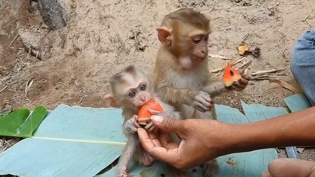 Обезьянки две нашли в лесу Голодные Пищат Подкормили АРБУЗОМ Успокоились ДОБРАЯ МИЛОТА