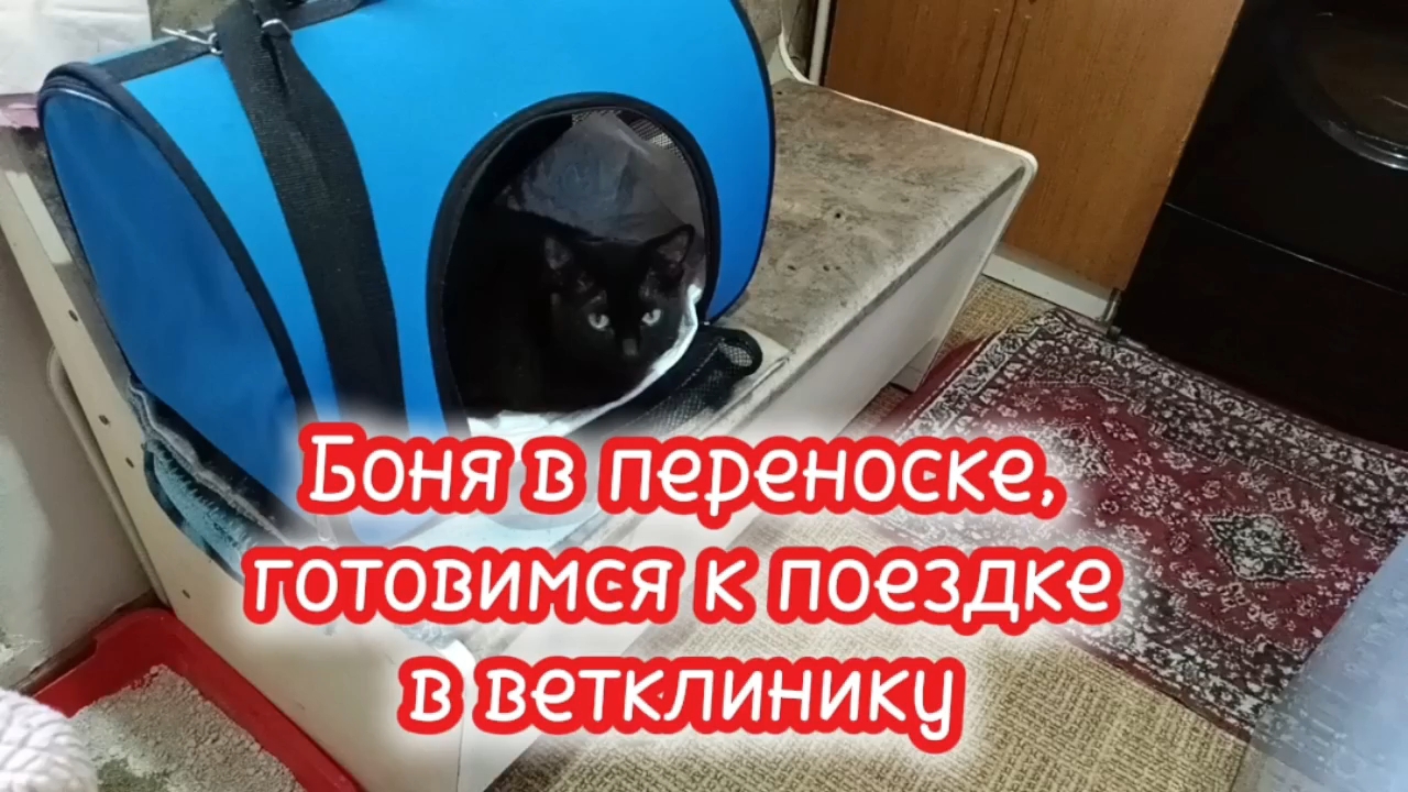 Боня в переноске, готовимся к поездке в ветклинику.