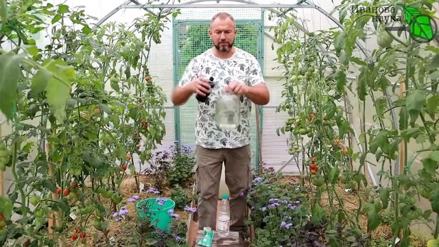 СОБРАЛИ ЗЕЛЕНЫЕ ТОМАТЫ и что дальше Обработайте их таким способом и они быстро созреют без гнили.