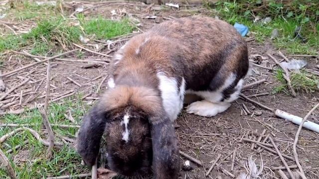 Мадагаскар плащ выводная самка 7 кг.И это любимый окрас с которого началось.разведение Ф.Б.