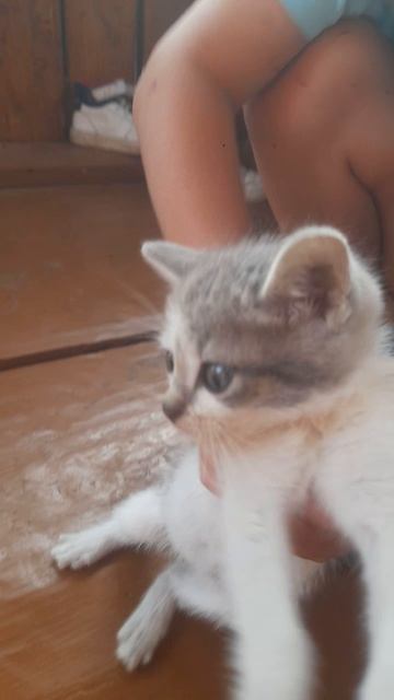 кошечки