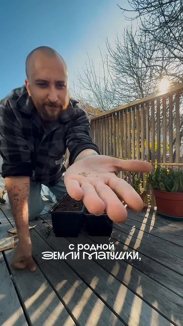 В Аргентине зима - сажаю укроп