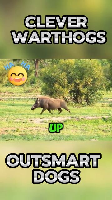 yq3VKjU8f4M - Clever Warthogs Outsmart Dogs part2 #shorts  #nature #viral #animals