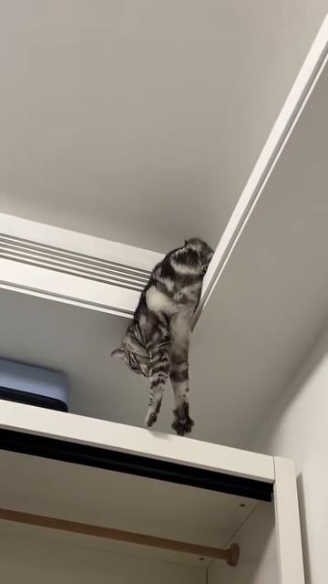 Котейка не рассчитал 🐈😍❤️