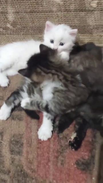 1000085750.mp4