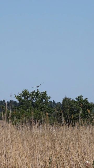Охотник