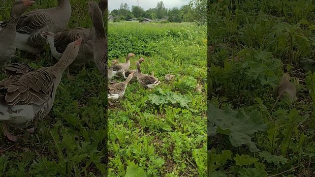 Старая кошечка Бэля отдыхает пока гуси с бесятами гуляют