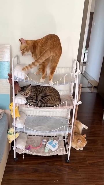 КОТОобщежитие😜